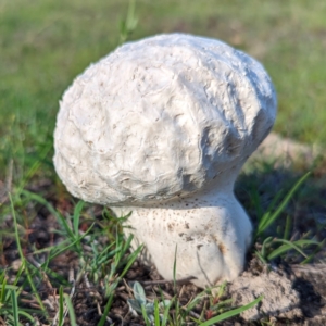 Calvatia sp. at Mount Taylor - 14 Dec 2023