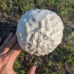 Calvatia sp. at Mount Taylor - 14 Dec 2023 06:33 PM