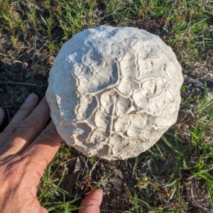 Calvatia sp. at Mount Taylor - 14 Dec 2023