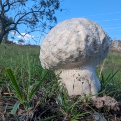 Calvatia sp. at Mount Taylor - 14 Dec 2023 06:33 PM