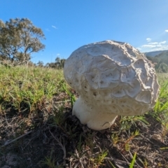 Calvatia sp. at Mount Taylor - 14 Dec 2023 06:33 PM