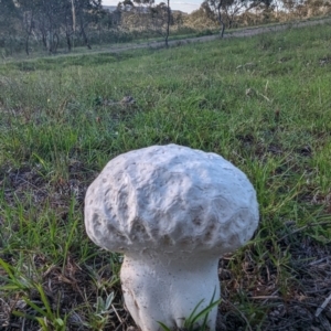 Calvatia sp. at Mount Taylor - 14 Dec 2023 06:33 PM