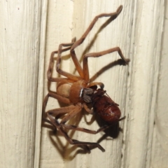 Delena cancerides (Social huntsman spider) at Lions Youth Haven - Westwood Farm A.C.T. - 14 Dec 2023 by HelenCross