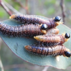 Pergidae sp. (family) (Unidentified Sawfly) at Mount Taylor - 14 Dec 2023 by HelenCross