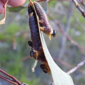 Pergidae sp. (family) at Mount Taylor - 14 Dec 2023