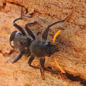 Trogodendron fasciculatum at Lions Youth Haven - Westwood Farm A.C.T. - 14 Dec 2023 10:16 AM