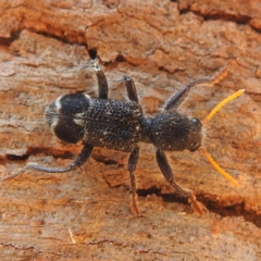 Trogodendron fasciculatum at Lions Youth Haven - Westwood Farm A.C.T. - 14 Dec 2023