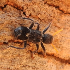 Trogodendron fasciculatum at Lions Youth Haven - Westwood Farm A.C.T. - 14 Dec 2023 10:16 AM