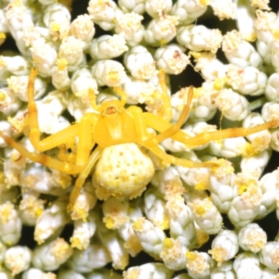Thomisidae (family) (Unidentified Crab spider or Flower spider) at Lower Cotter Catchment - 12 Dec 2023 by Harrisi