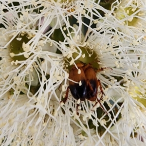 Phyllotocus macleayi at Acton, ACT - 13 Dec 2023