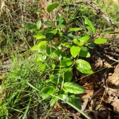 Viburnum tinus (Laurustinus) at O'Malley, ACT - 14 Dec 2023 by Mike