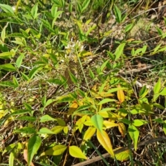 Nandina domestica (Sacred Bamboo) at Mount Mugga Mugga - 14 Dec 2023 by Mike