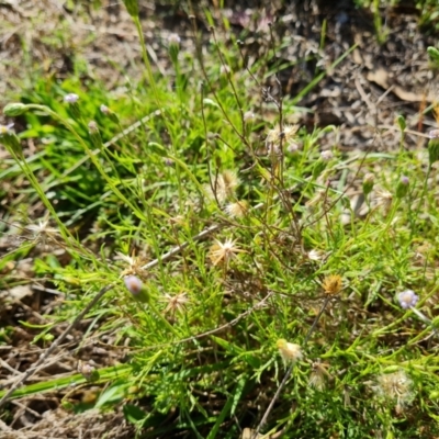 Vittadinia muelleri (Narrow-leafed New Holland Daisy) at Mount Mugga Mugga - 15 Dec 2023 by Mike