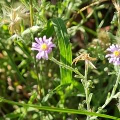 Vittadinia gracilis at Mount Mugga Mugga - 15 Dec 2023