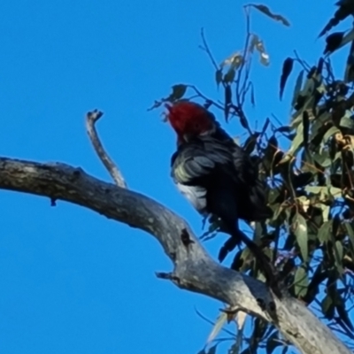 Callocephalon fimbriatum (Gang-gang Cockatoo) at O'Malley, ACT - 14 Dec 2023 by Mike