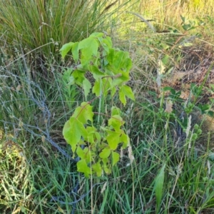 Acer negundo at Mount Mugga Mugga - 15 Dec 2023 07:34 AM