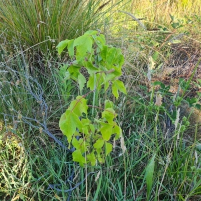 Acer negundo (Box Elder) at Mount Mugga Mugga - 15 Dec 2023 by Mike