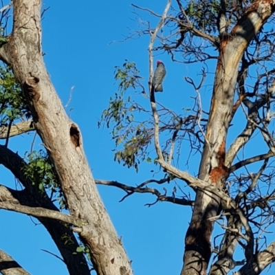 Callocephalon fimbriatum (Gang-gang Cockatoo) at GG128 - 14 Dec 2023 by Mike