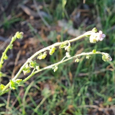 Cynoglossum australe (Australian Forget-me-not) at O'Malley, ACT - 15 Dec 2023 by Mike