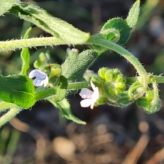 Cynoglossum australe at O'Malley, ACT - 15 Dec 2023