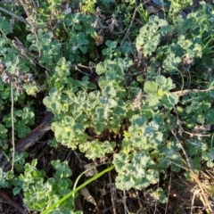Marrubium vulgare (Horehound) at O'Malley, ACT - 14 Dec 2023 by Mike