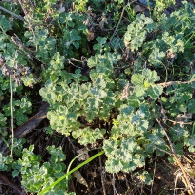 Marrubium vulgare (Horehound) at O'Malley, ACT - 15 Dec 2023 by Mike