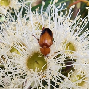 Phyllotocus navicularis at Acton, ACT - 13 Dec 2023