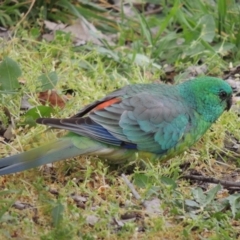 Psephotus haematonotus (Red-rumped Parrot) at Conder, ACT - 23 Sep 2023 by MichaelBedingfield