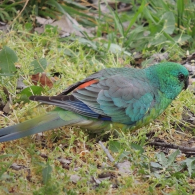 Psephotus haematonotus (Red-rumped Parrot) at Pollinator-friendly garden Conder - 23 Sep 2023 by michaelb