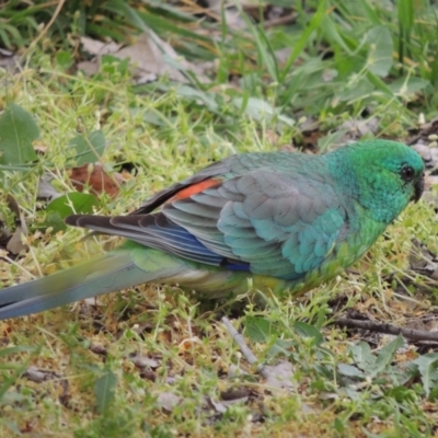 Psephotus haematonotus (Red-rumped Parrot) at Conder, ACT - 23 Sep 2023 by MichaelBedingfield