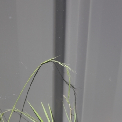 Microlaena stipoides (Weeping Grass) at Lyons, ACT - 13 Dec 2023 by ran452