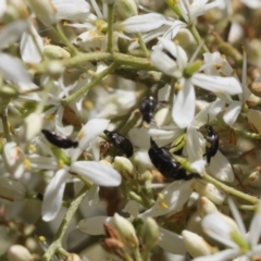 Mordella sp. (genus) (Pintail or tumbling flower beetle) at Lyons, ACT - 13 Dec 2023 by ran452