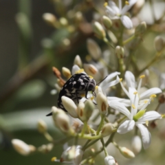 Mordella dumbrelli (Dumbrell's Pintail Beetle) at Lyons, ACT - 14 Dec 2023 by ran452