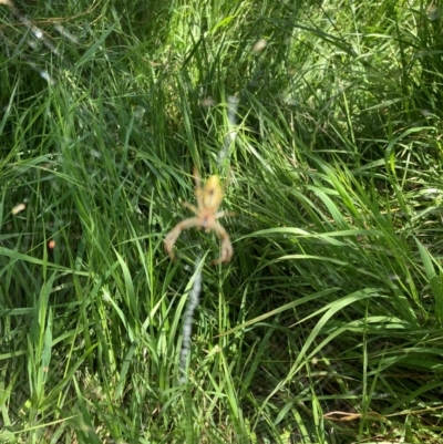 Araneinae (subfamily) (Orb weaver) at Lyons, ACT - 18 Dec 2022 by ran452