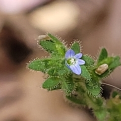 Veronica arvensis (Wall Speedwell) at Lyneham, ACT - 14 Dec 2023 by trevorpreston