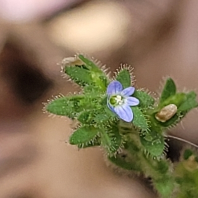 Veronica arvensis (Wall Speedwell) at Sullivans Creek, Lyneham South - 15 Dec 2023 by trevorpreston