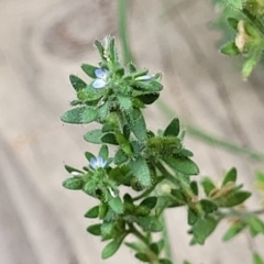 Veronica arvensis at Sullivans Creek, Lyneham South - 15 Dec 2023 10:07 AM