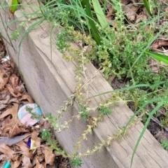 Veronica arvensis at Sullivans Creek, Lyneham South - 15 Dec 2023