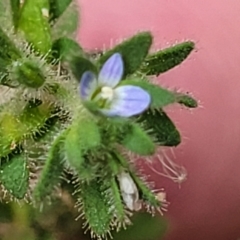 Veronica arvensis at Sullivans Creek, Lyneham South - 15 Dec 2023 10:07 AM