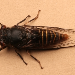 Popplepsalta notialis incitata at Ainslie, ACT - 15 Dec 2023 10:12 AM