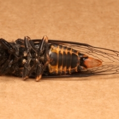 Popplepsalta notialis incitata at Ainslie, ACT - 15 Dec 2023 10:12 AM