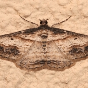 Syneora euboliaria at Ainslie, ACT - 14 Dec 2023