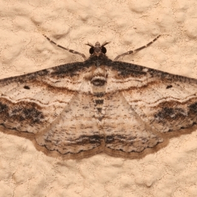 Syneora euboliaria (Boarmiini, Geometer moth) at Ainslie, ACT - 14 Dec 2023 by jb2602