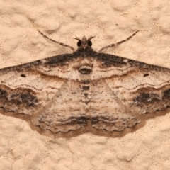 Syneora euboliaria (Boarmiini, Geometer moth) at Ainslie, ACT - 14 Dec 2023 by jb2602
