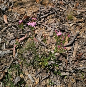 Centaurium erythraea at QPRC LGA - 15 Dec 2023