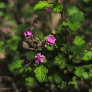 Rubus parvifolius at QPRC LGA - 15 Dec 2023