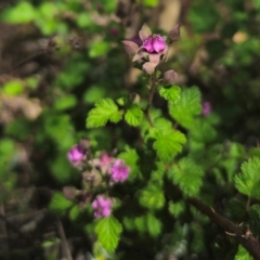 Rubus parvifolius at QPRC LGA - 15 Dec 2023