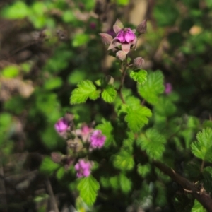 Rubus parvifolius at QPRC LGA - 15 Dec 2023