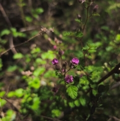 Rubus parvifolius at QPRC LGA - 15 Dec 2023