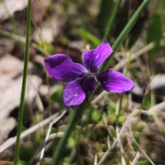 Viola betonicifolia subsp. betonicifolia at QPRC LGA - 15 Dec 2023